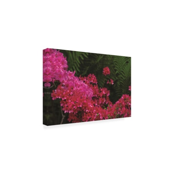 Kurt Shaffer Photographs 'Azaleas And Ferns' Canvas Art,12x19